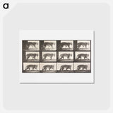 アートポストカード-Animal Locomotion Plate 729
 - エドワード マイブリッジ Postcard.