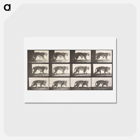 アートポストカード-Animal Locomotion Plate 729
 - エドワード マイブリッジ Postcard.