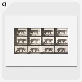 2-26_Eadweard-Muybridge_picture
