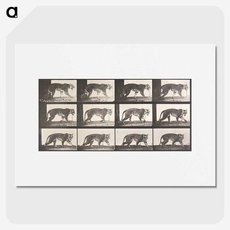2-26_Eadweard-Muybridge_picture