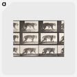 2-26_Eadweard-Muybridge_postcard