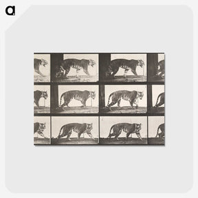 2-26_Eadweard-Muybridge_postcard
