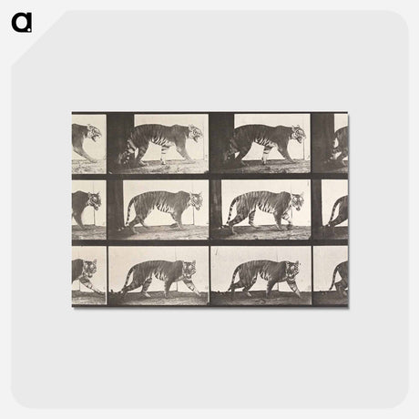アートポストカード-Animal Locomotion Plate 729
 - エドワード マイブリッジ Postcard.