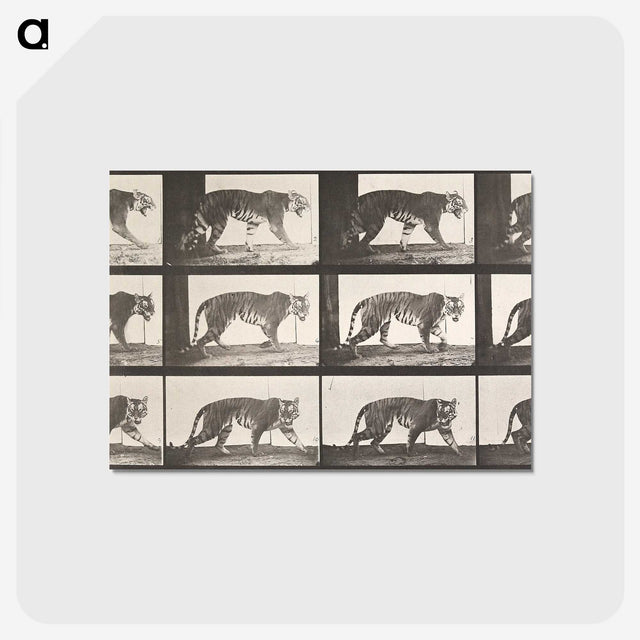 2-26_Eadweard-Muybridge_postcard