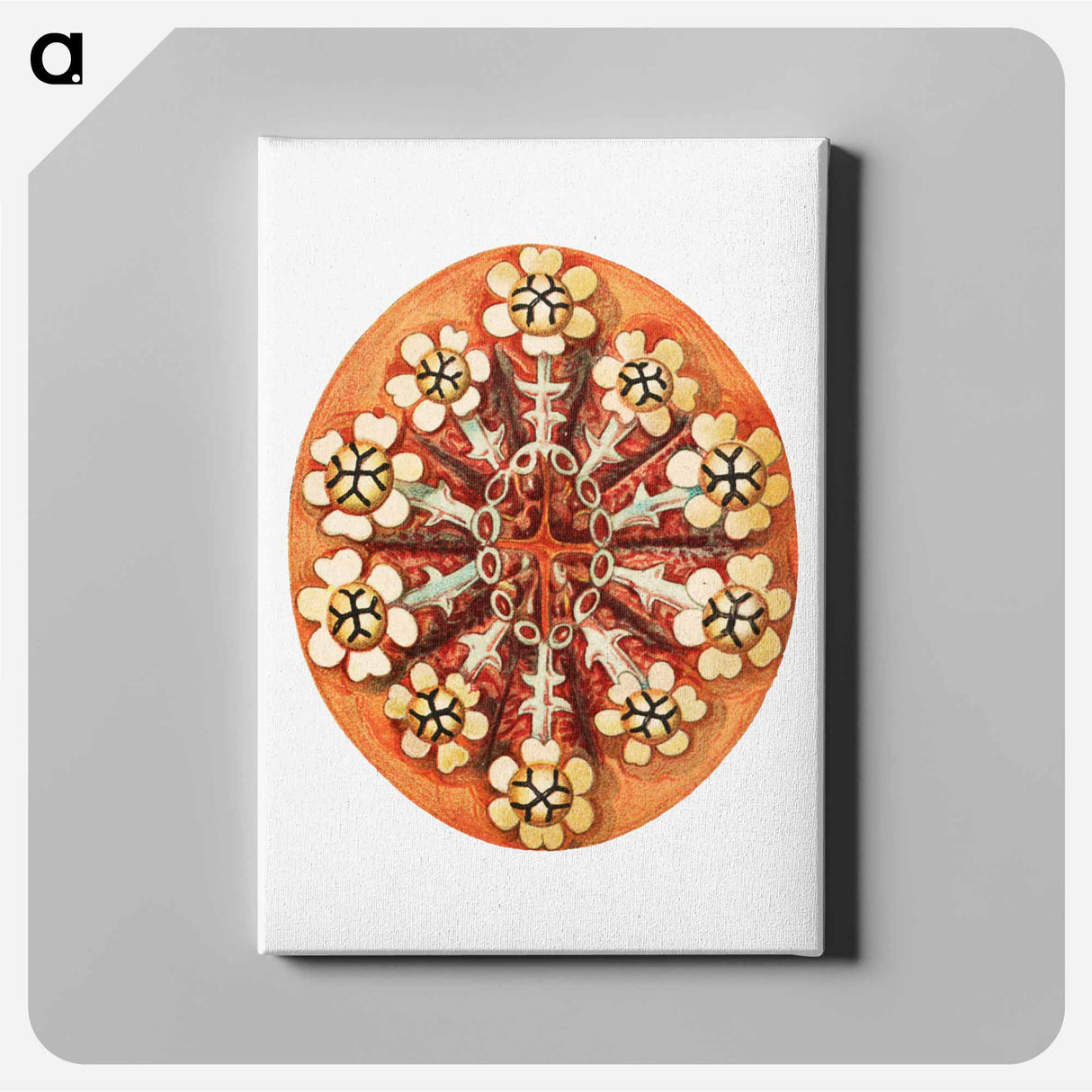 Colorful vintage tunicate illustration - エルンスト ヘッケル Canvas.