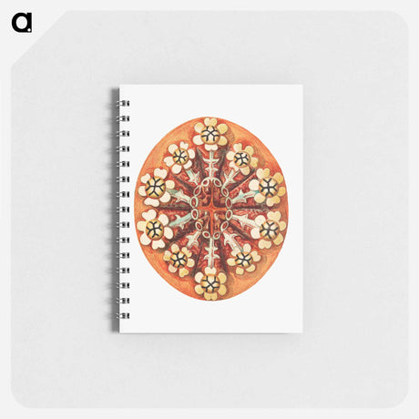 アートメモ帳-Colorful vintage tunicate illustration - エルンスト ヘッケル Memo.