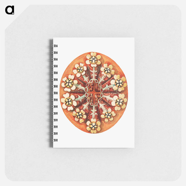 アートメモ帳-Colorful vintage tunicate illustration - エルンスト ヘッケル Memo.