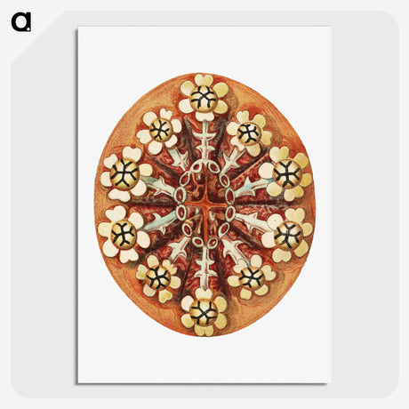 2-26_Ernst-Haeckel_picture-crop