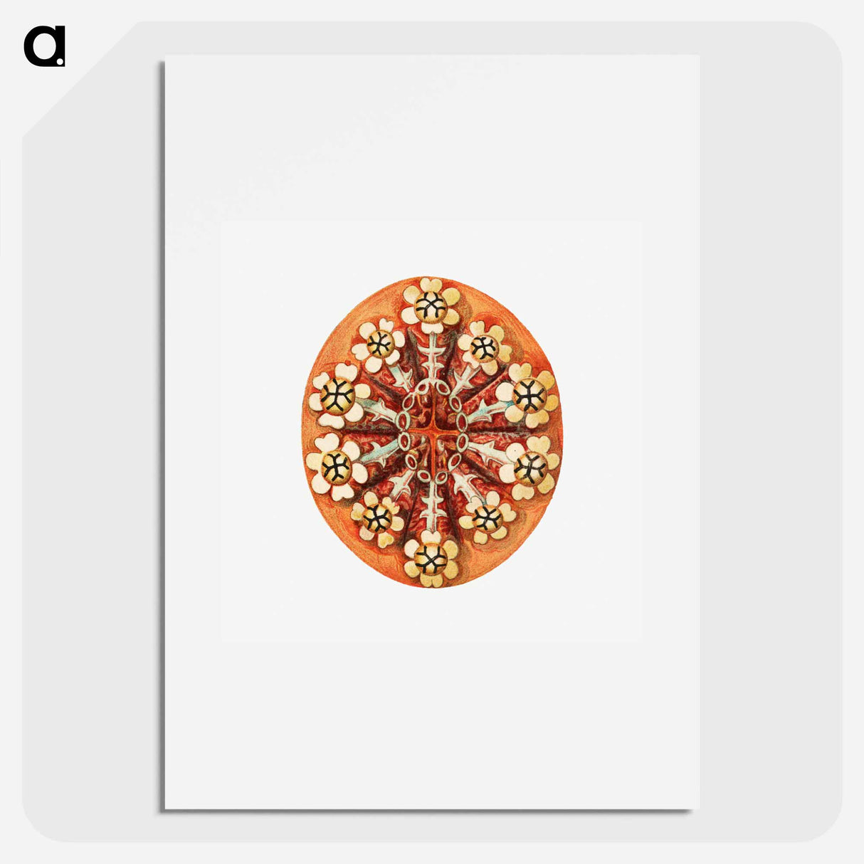 Colorful vintage tunicate illustration - エルンスト ヘッケル Poster.