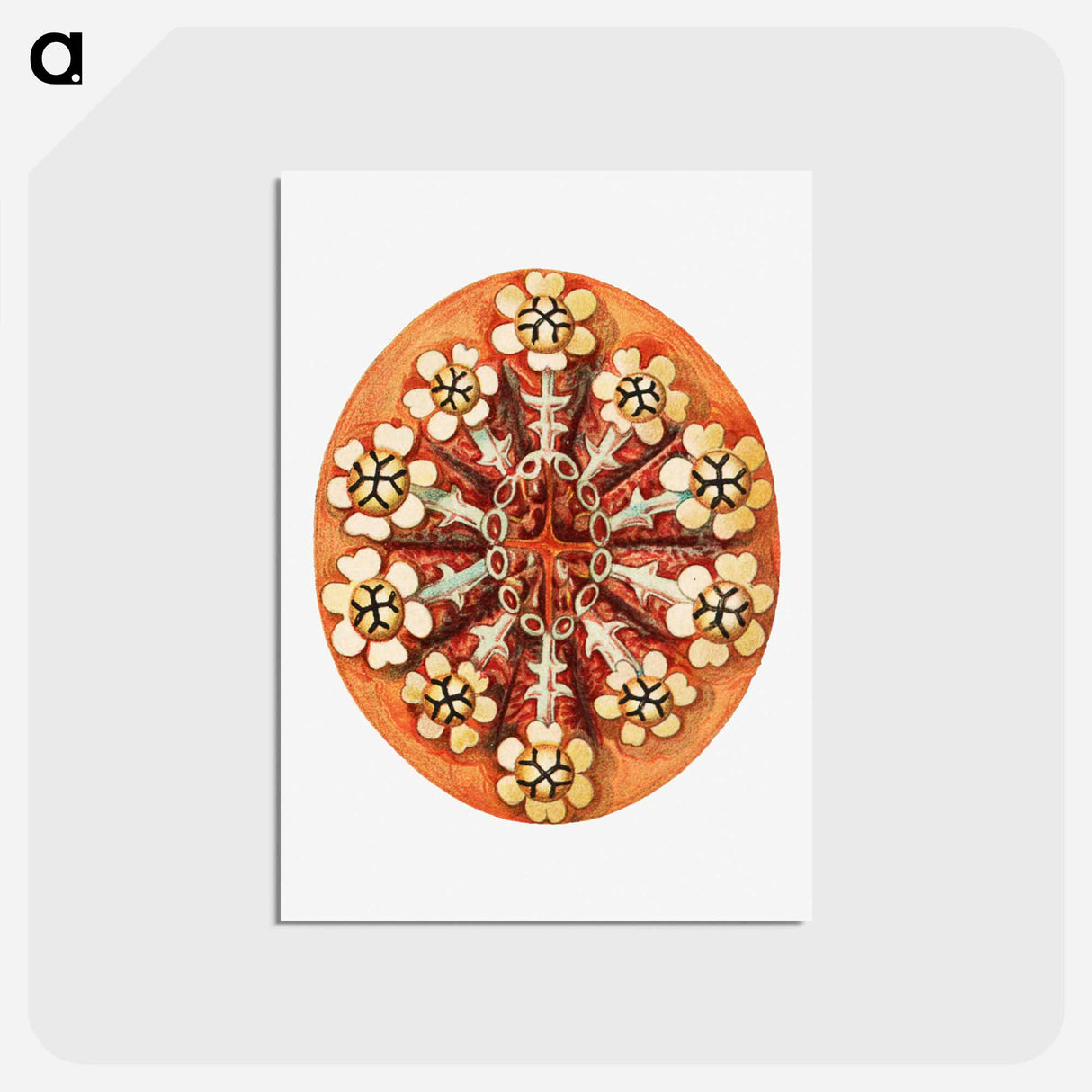 アートポストカード-Colorful vintage tunicate illustration - エルンスト ヘッケル Postcard.