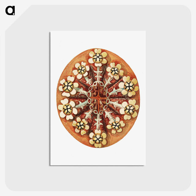 2-26_Ernst-Haeckel_postcard