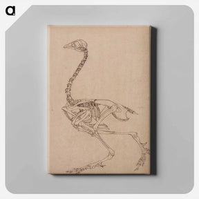 アートパネル-Fowl Skeleton, Lateral View
 - ジョージ スタッブス Canvas.
