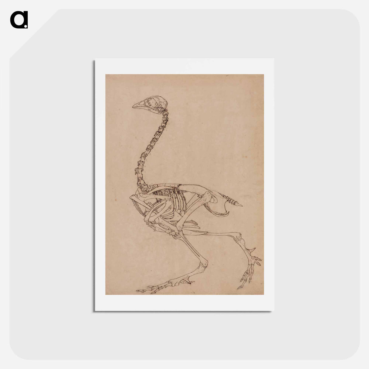 アートポストカード-Fowl Skeleton, Lateral View
 - ジョージ スタッブス Postcard.