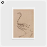 アートポストカード-Fowl Skeleton, Lateral View
 - ジョージ スタッブス Postcard.
