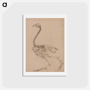 アートポストカード-Fowl Skeleton, Lateral View
 - ジョージ スタッブス Postcard.