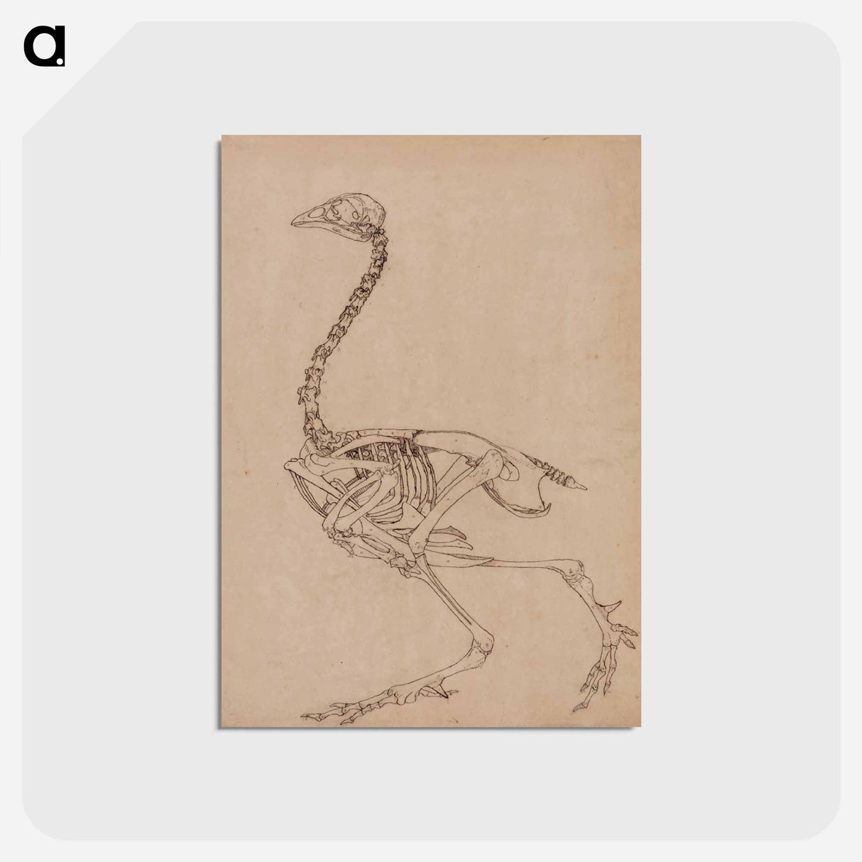 アートポストカード-Fowl Skeleton, Lateral View
 - ジョージ スタッブス Postcard.