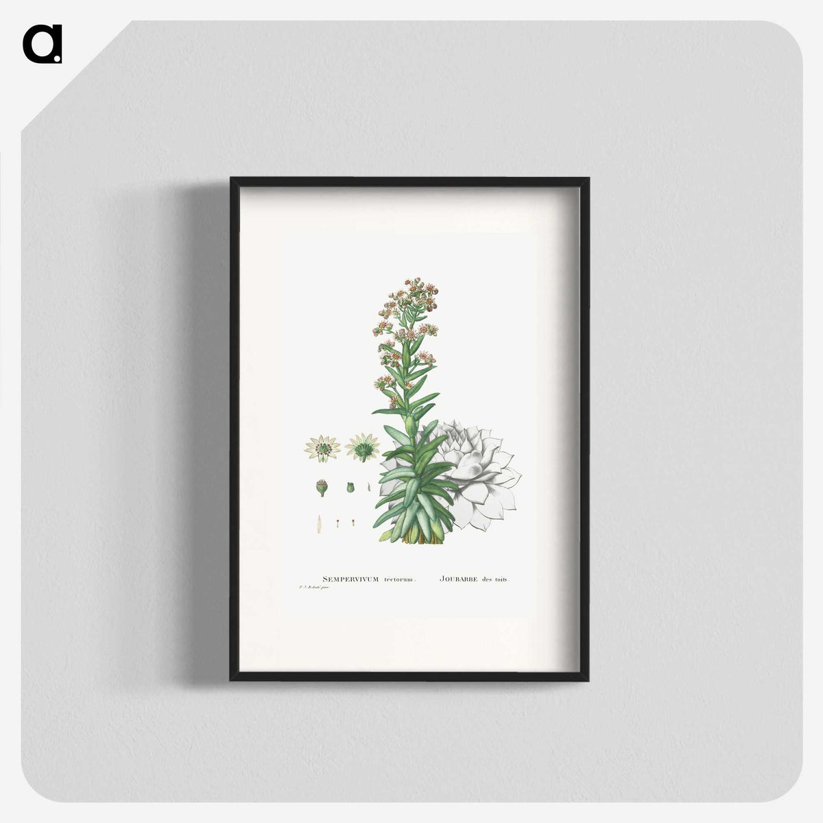 2-26_Histoire-des-Plantes-Grasses_blk