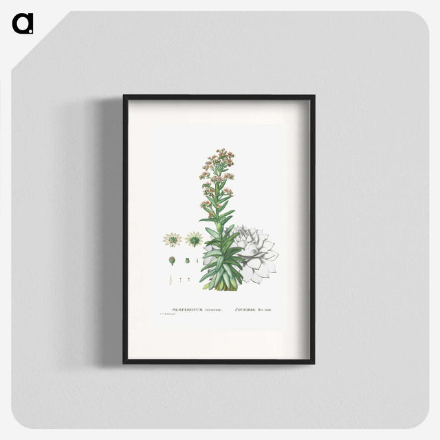 2-26_Histoire-des-Plantes-Grasses_blk