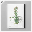 2-26_Histoire-des-Plantes-Grasses_canvas