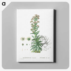 2-26_Histoire-des-Plantes-Grasses_canvas