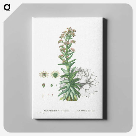 2-26_Histoire-des-Plantes-Grasses_canvas