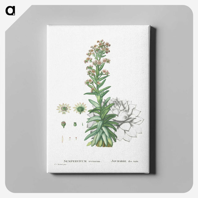2-26_Histoire-des-Plantes-Grasses_canvas