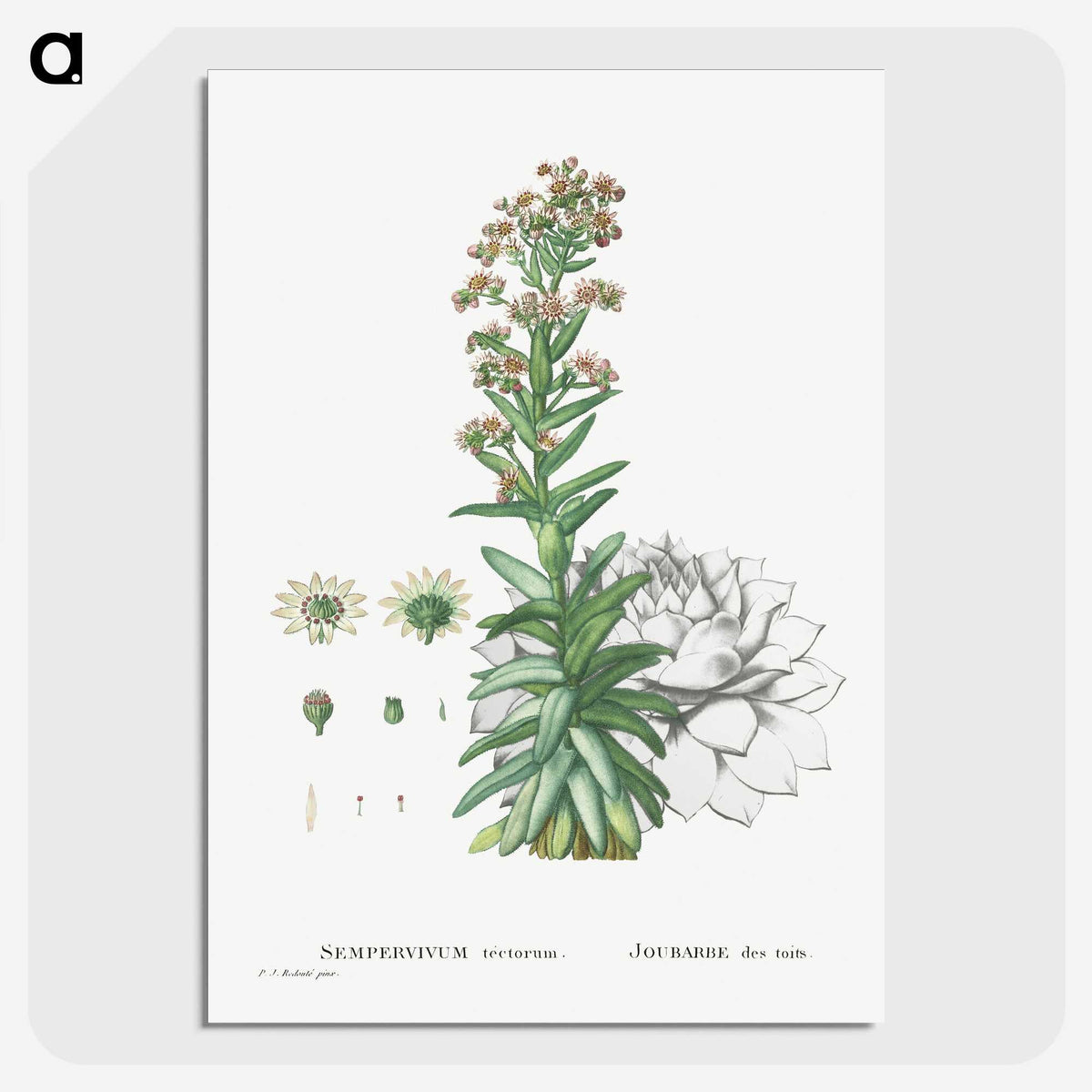 2-26_Histoire-des-Plantes-Grasses_picture-crop