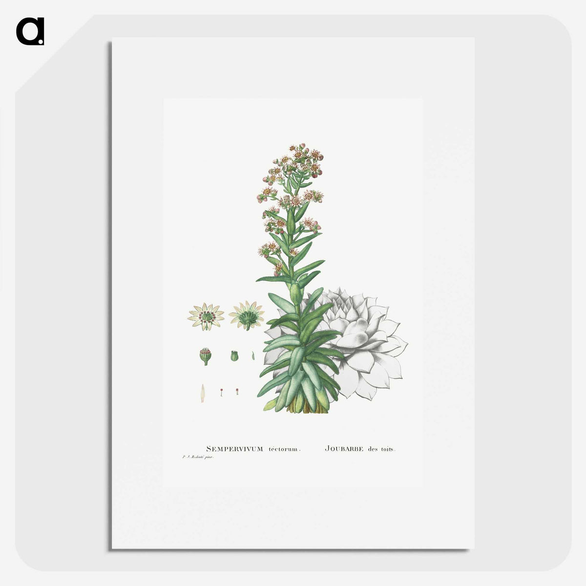 2-26_Histoire-des-Plantes-Grasses_picture