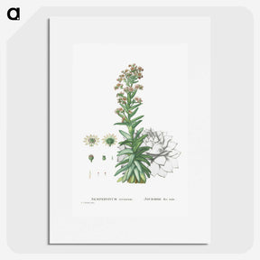 2-26_Histoire-des-Plantes-Grasses_picture