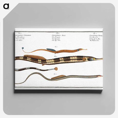 2-26_Ichtyologie-ou-Histoire-naturelle_canvas