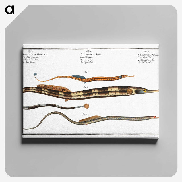 2-26_Ichtyologie-ou-Histoire-naturelle_canvas