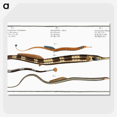 2-26_Ichtyologie-ou-Histoire-naturelle_picture-crop