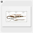 2-26_Ichtyologie-ou-Histoire-naturelle_picture