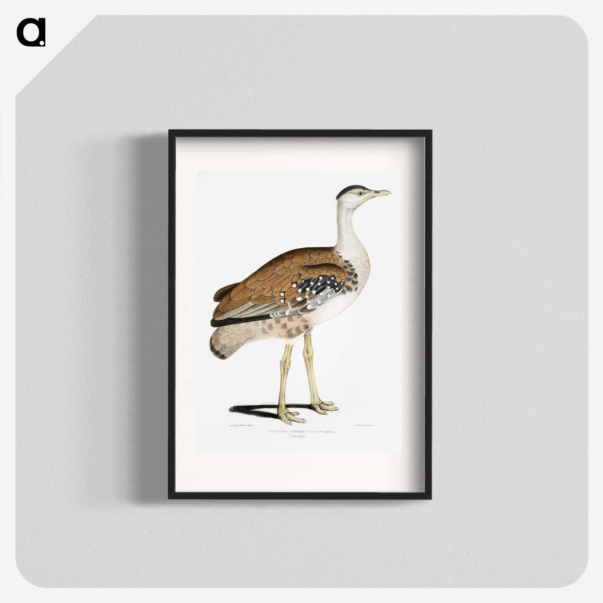 2-26_Indian-Zoology_blk