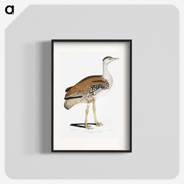 2-26_Indian-Zoology_blk