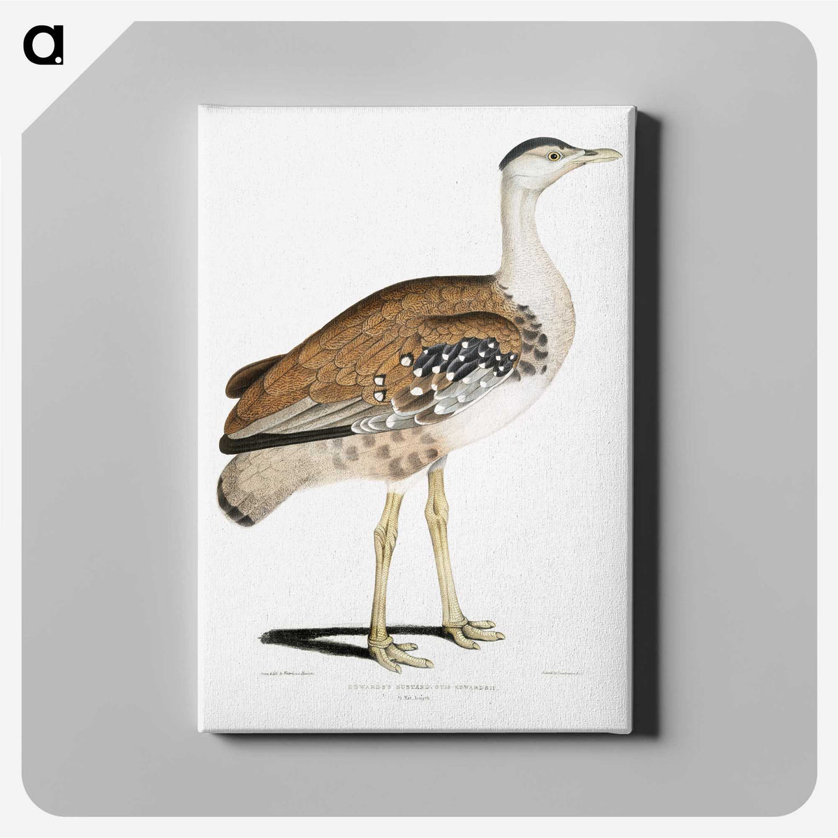 2-26_Indian-Zoology_canvas