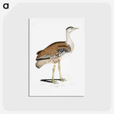 2-26_Indian-Zoology_hagaki