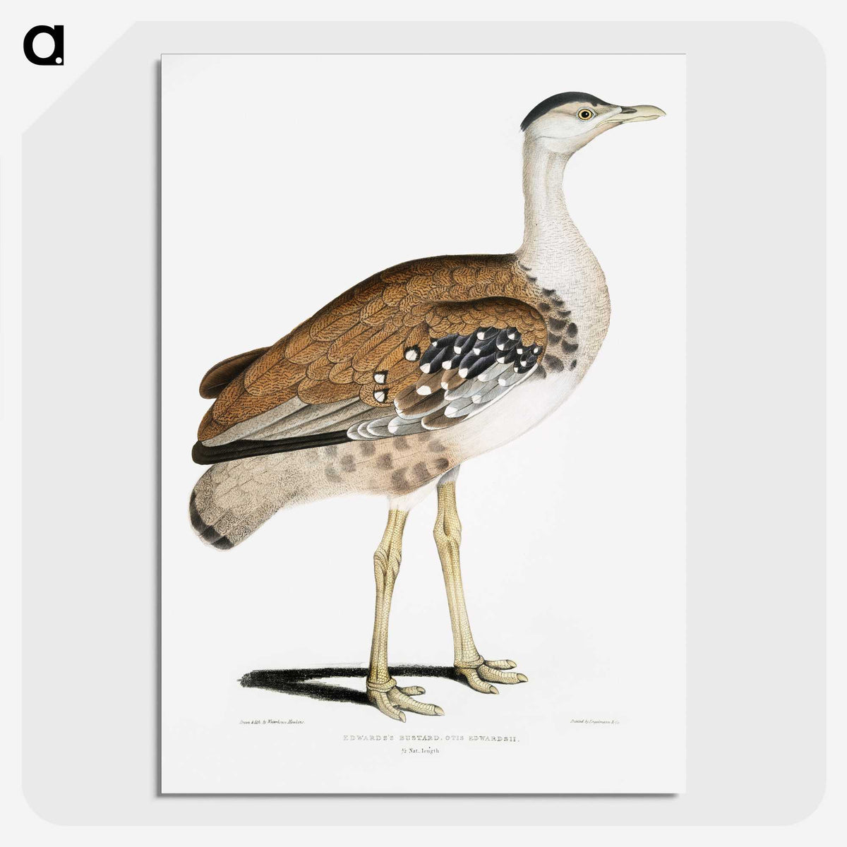 2-26_Indian-Zoology_picture-crop