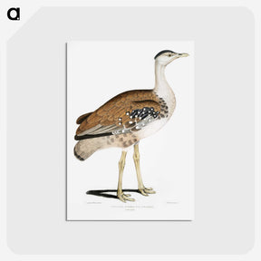 2-26_Indian-Zoology_postcard