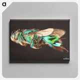 2-26_Insects-Unlocked-Project_canvas