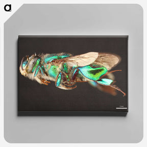 2-26_Insects-Unlocked-Project_canvas
