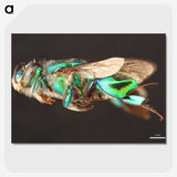 2-26_Insects-Unlocked-Project_picture-crop