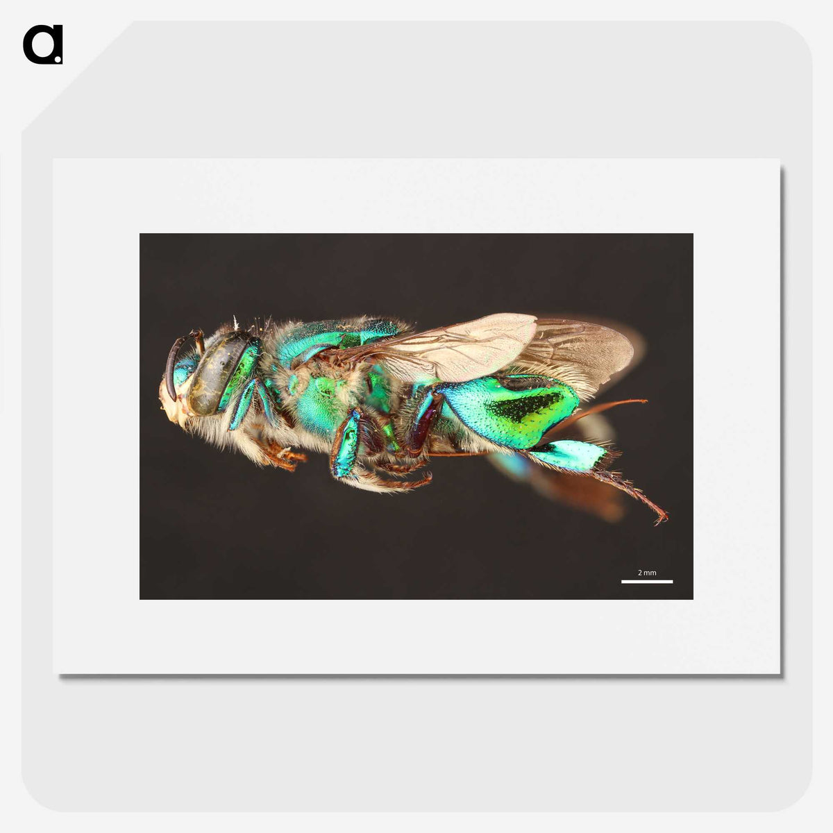 2-26_Insects-Unlocked-Project_picture