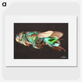 2-26_Insects-Unlocked-Project_picture