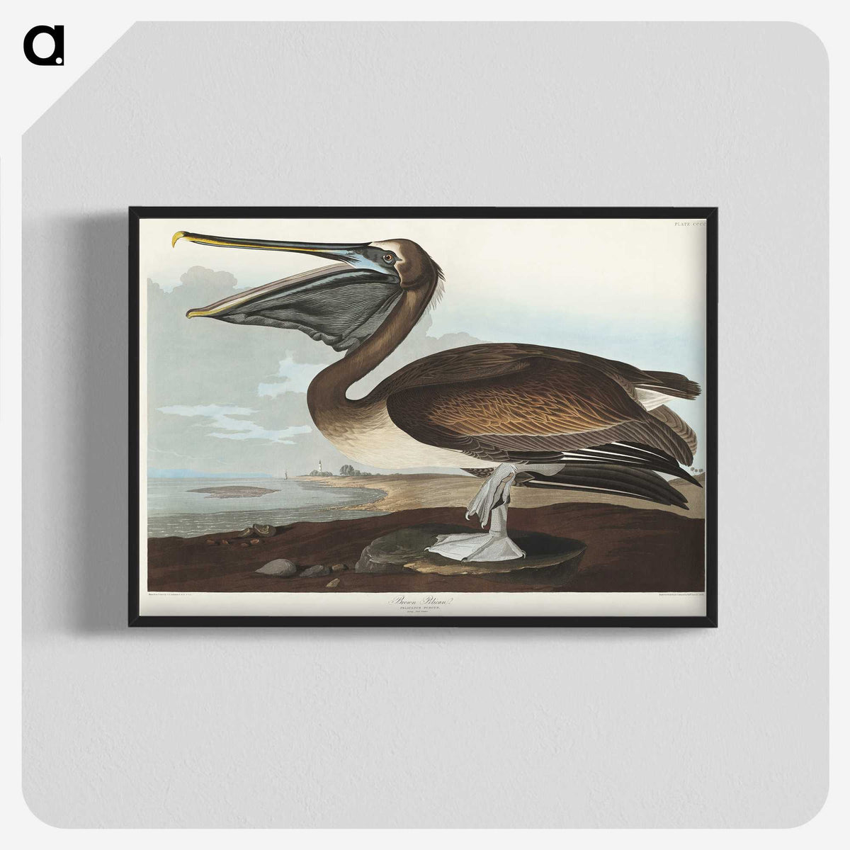 2-26_John-James-Audubon_blk-crop