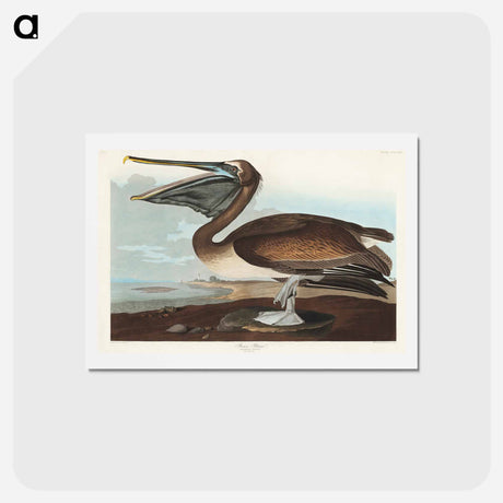 アートポストカード-Brown Pelican
 - ジョン ジェームス オーデュボン Postcard.