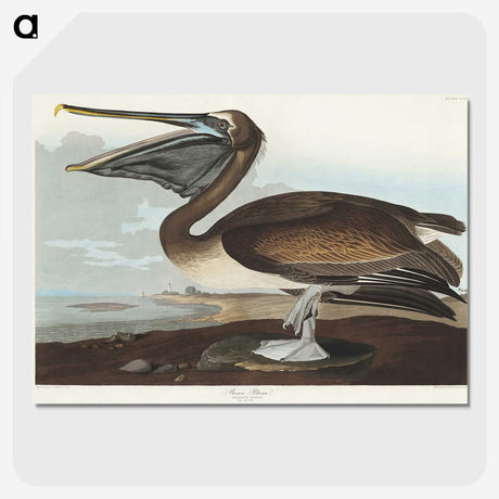 2-26_John-James-Audubon_picture-crop