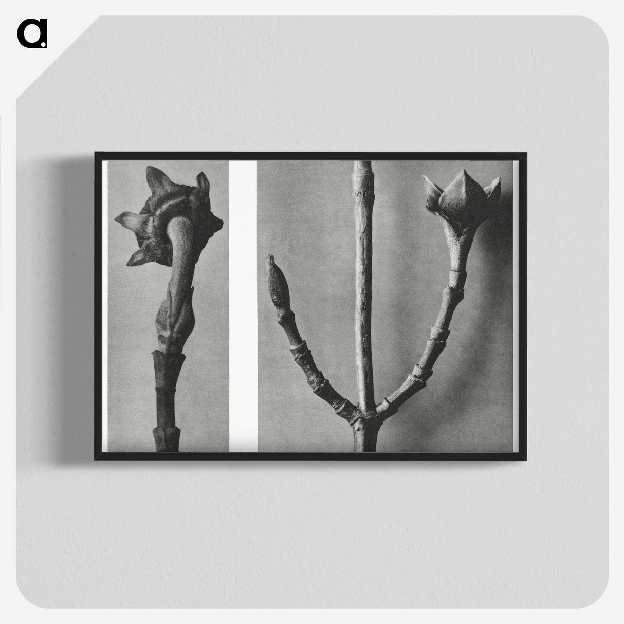 2-26_Karl-Blossfeldt_blk-crop