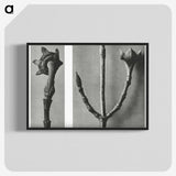 2-26_Karl-Blossfeldt_blk-crop