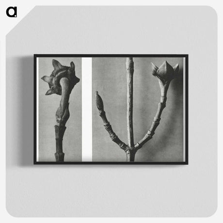 2-26_Karl-Blossfeldt_blk-crop